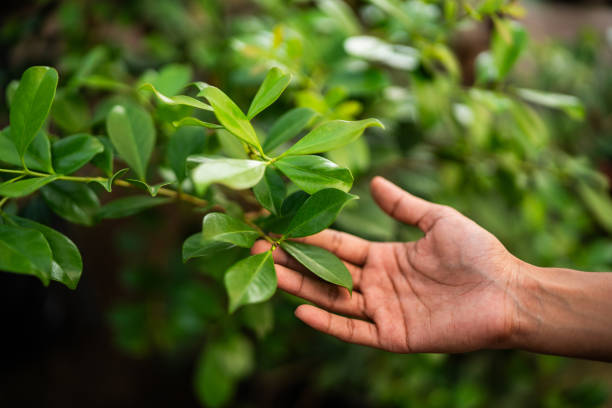 How Our Tree Care Process Works  in  Panhandle, TX