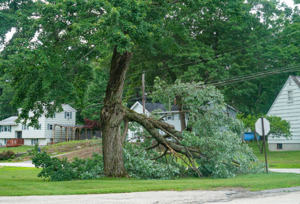 Reliable Panhandle, TX Tree Care Services Solutions